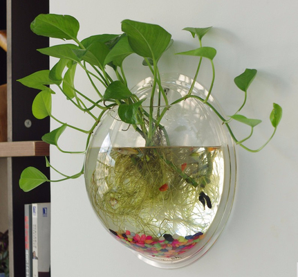 Aquarium acrylique rond clair fixé au mur adapté aux besoins du client par affichage acrylique moderne de magasin